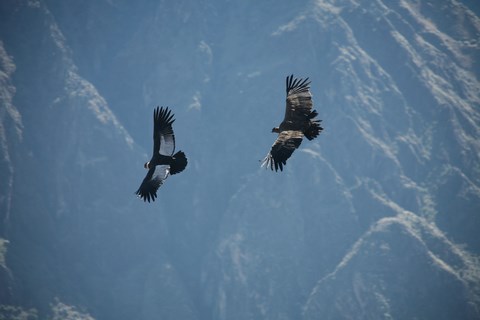 Condors du Colca